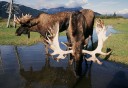 Photo of moose at AWCC